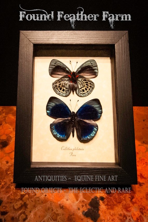 A preserved Pair of Callithea Philotmia Butterflies from Peru