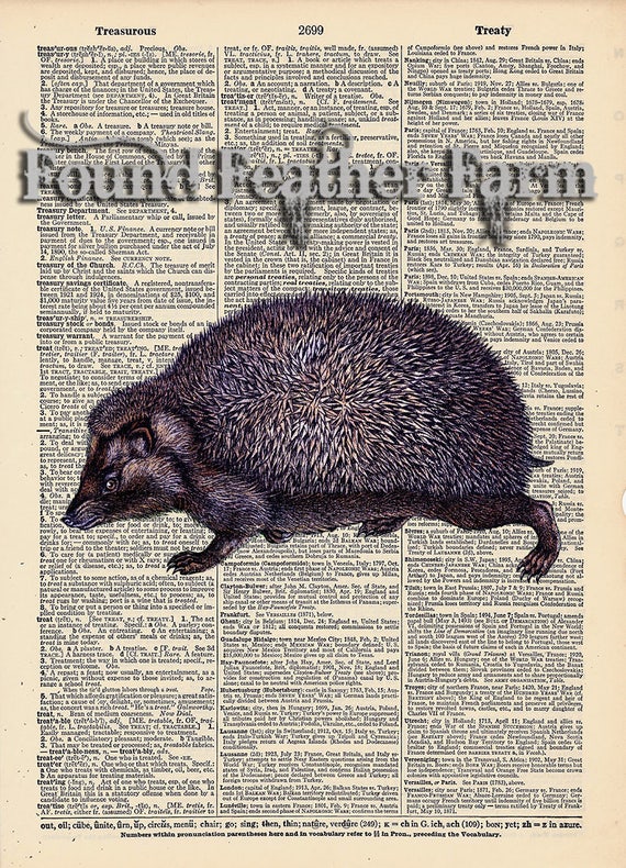 Vintage Antique Dictionary Page with Antique Print "English Hedgehog"