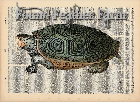 Vintage Antique Dictionary Page with Antique Print "Turtle Two"