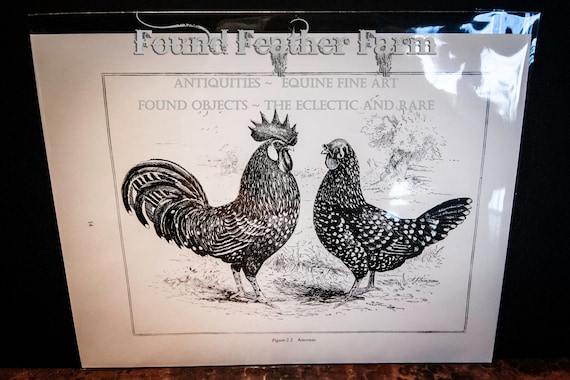 Antique 1910 Lithograph Plate of a Pair of Anconas Hen and Rooster Chickens