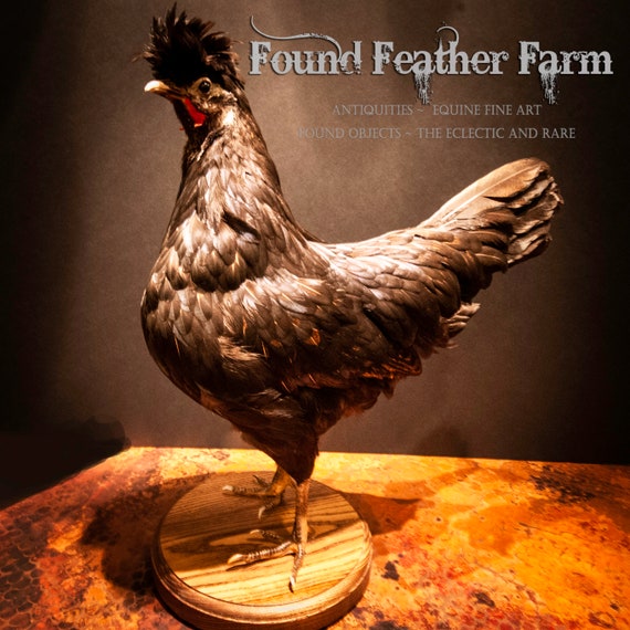 Beautiful Taxidermy Black Polish Chicken Hen