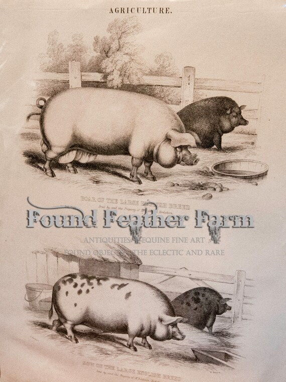 Antique 1853 Chromolithograph Print of a Large English Breed Boar and Sow