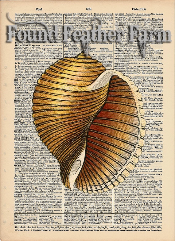 Vintage Antique Dictionary Page with Antique Print "Shell Four"