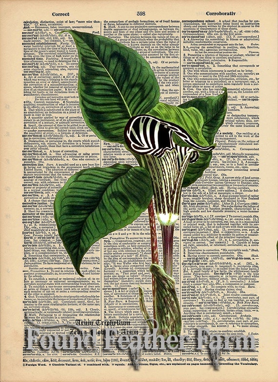 Vintage Antique Dictionary Page with Antique Print "Zebra Pitcher Plant with Botanical Name"