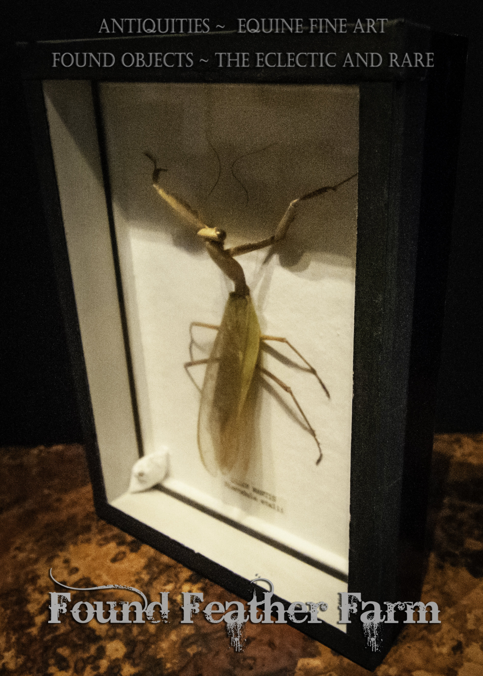 Beautiful Vintage Insect Mount in Black Shadowbox Frame