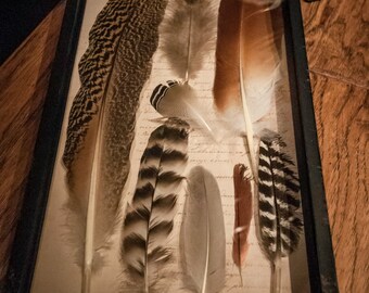 Vintage Shadow Box with Collection of Feathers