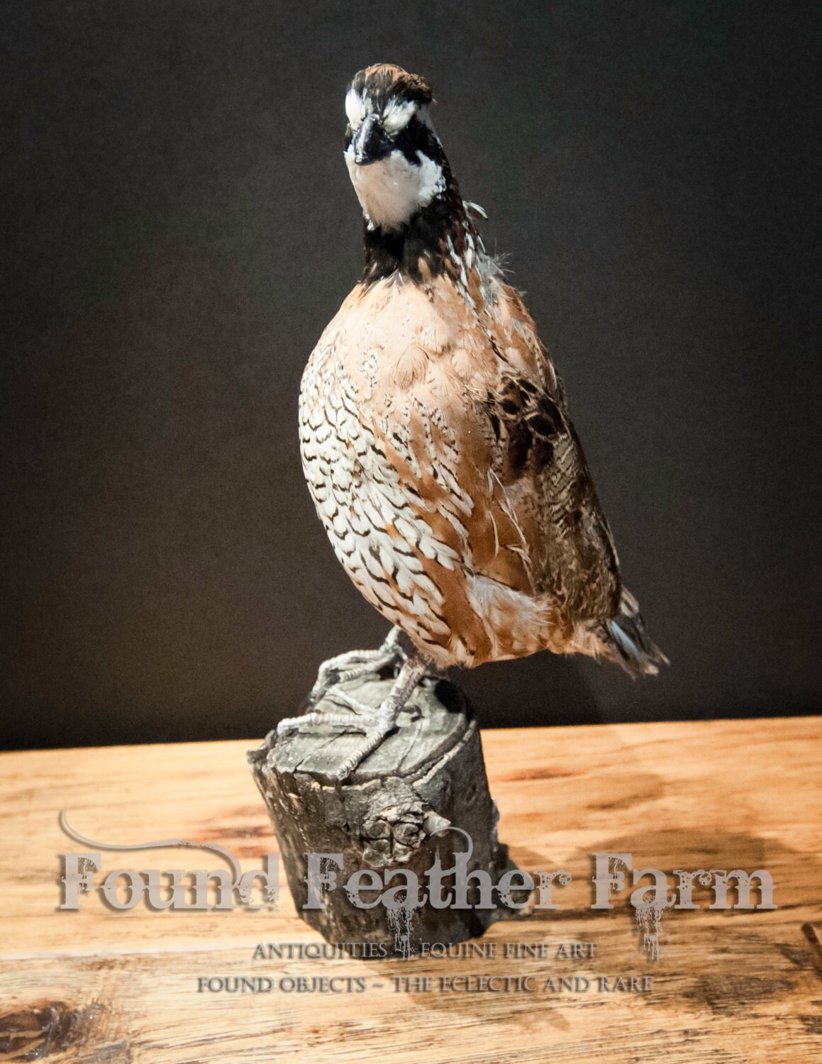 Taxidermy Bob White Quail Specimen on a Wooden Post