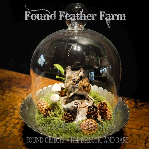 French Cloche with Tiny Field Mouse and Mushrooms