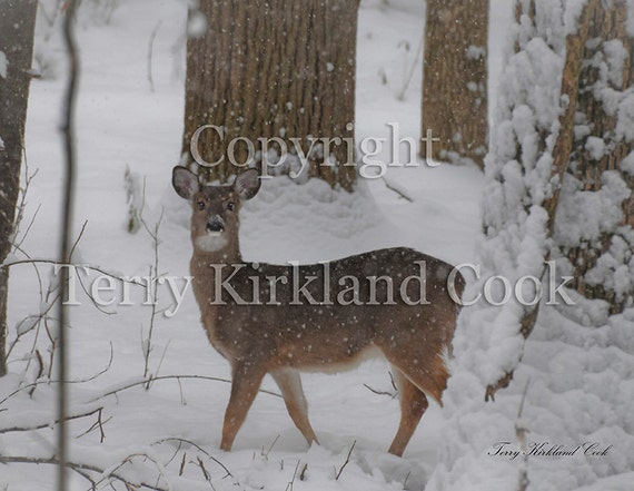 Biltmore Deer ~ Copyrighted Photograph by Terry Kirkland Cook