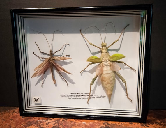 Genuine Malaysian Jungle Nymph Stick Insects in Shadowbox Frame