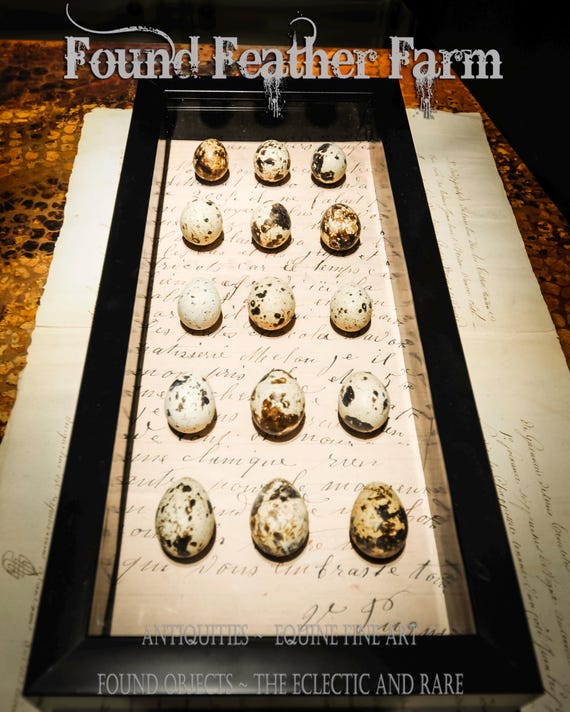 Shadowbox with Natural Blown Quail Eggs in Natural Speckled Sand and Tan Colors