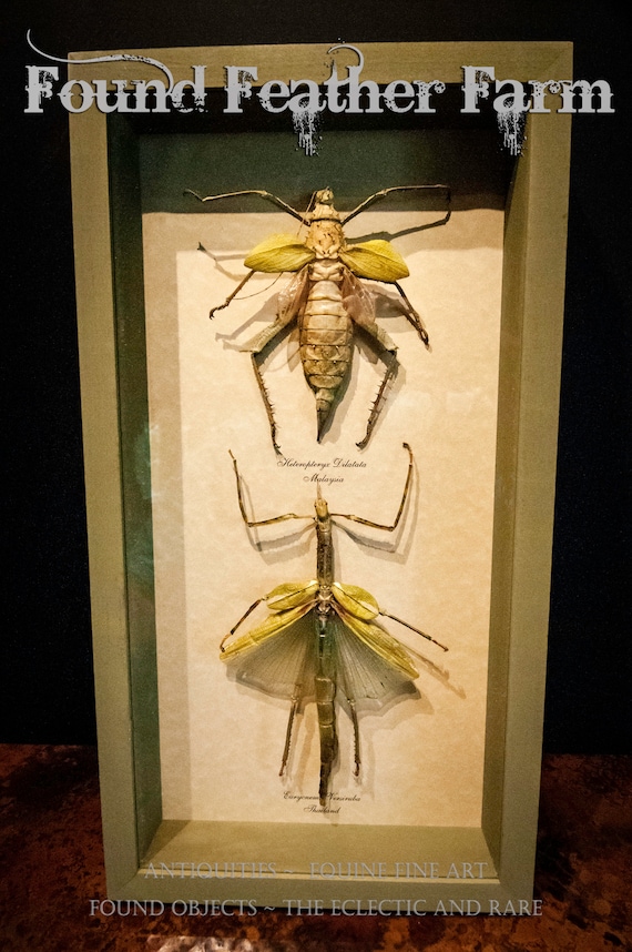 Vintage Pair of Specimen Stick Insects Framed in a Moss Green Shadowbox Frame