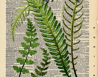 Vintage Antique Dictionary Page with Antique Print "Fern Leaves"