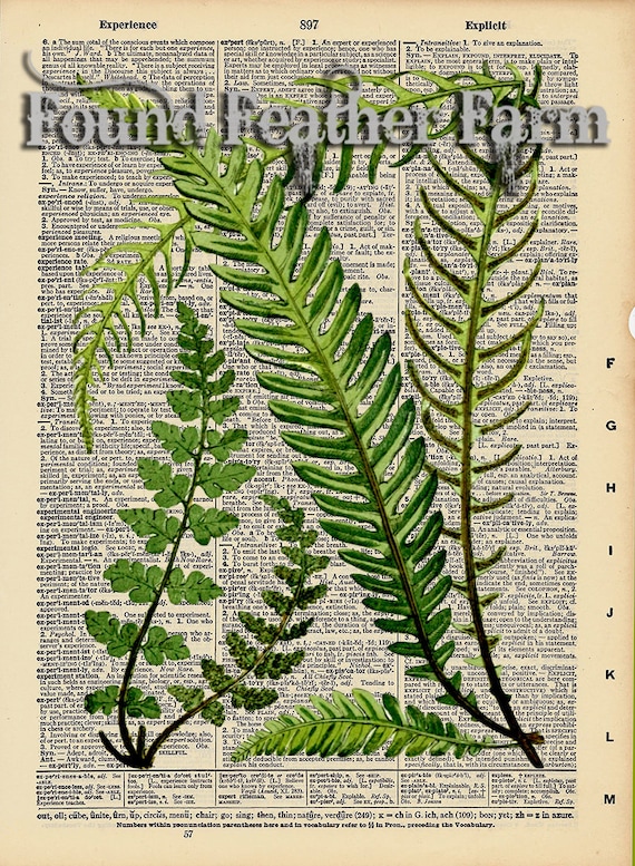 Vintage Antique Dictionary Page with Antique Print "Fern Leaves"