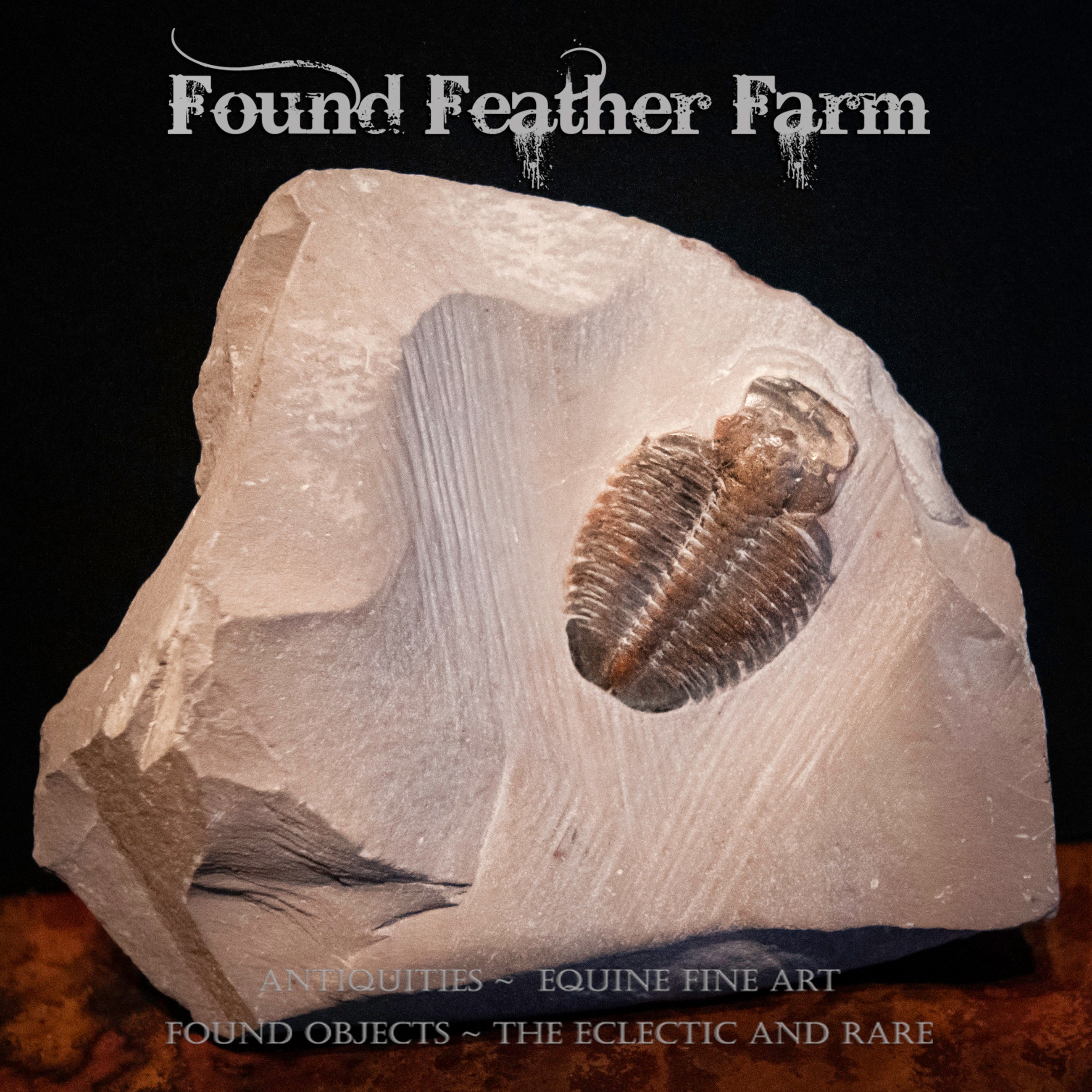 Ancient Devonian Trilobite Fossil in Shale