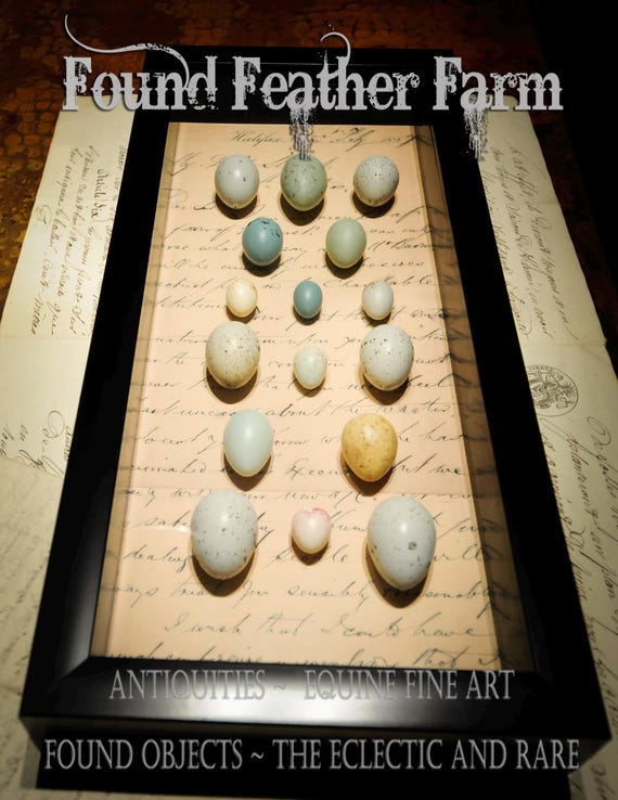 Shadowbox with Handmade Reproduction Garden Bird Eggs From England