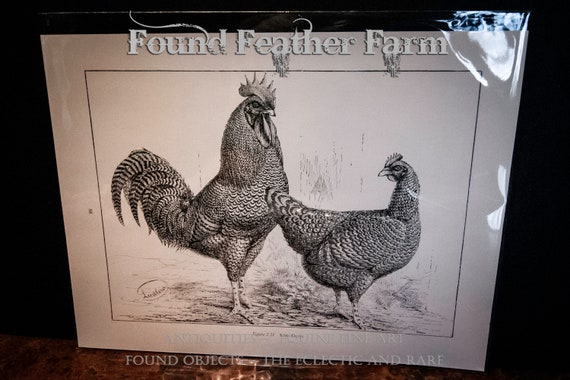 Antique 1910 Lithograph Plate of a Pair of Scots Greys Hen and Rooster Chickens