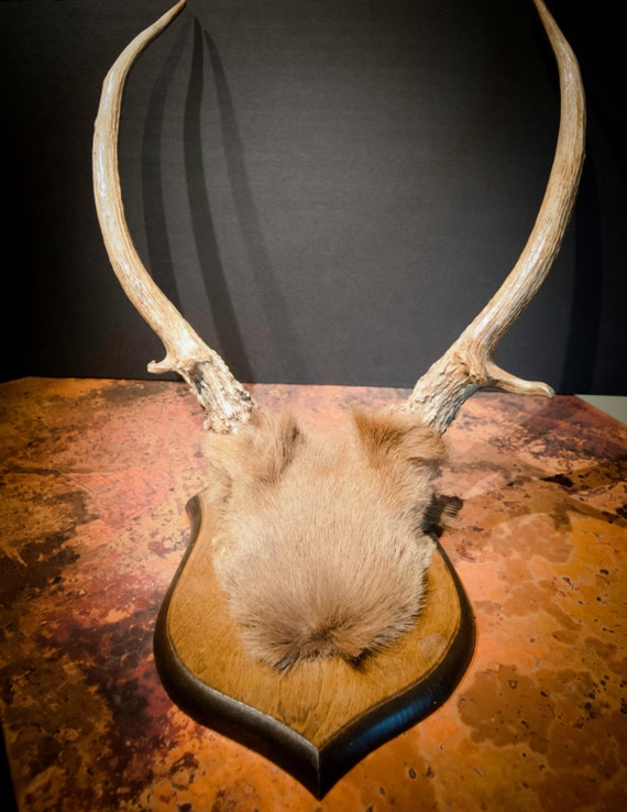 Red Stag Antler Mount from England