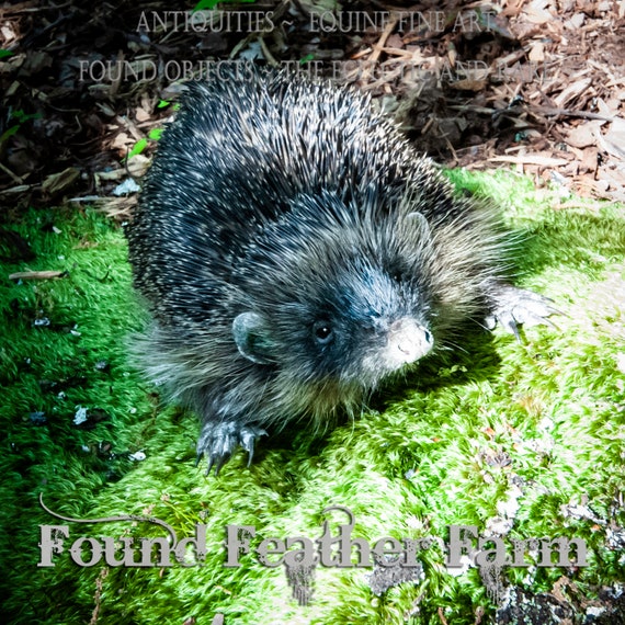 Amazing British Hedgehog Taxidermy Adult Mount