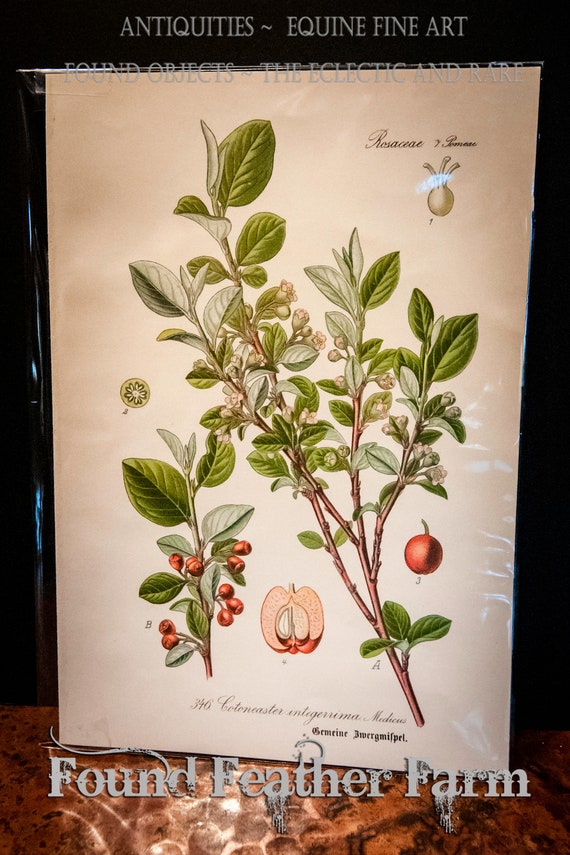 1905 Antique Lithograph Print "Common Cotoneaster" by Zeyschwitz