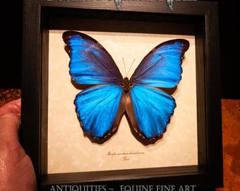 Framed Metallic Blue Morpho Butterfly: Museum Grade Display