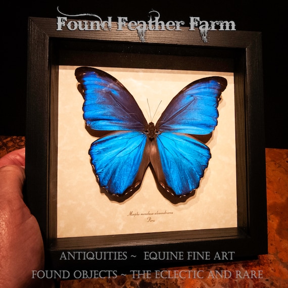 A Gorgeous Framed Preserved Metallic Blue Butterfly Known as Morpho Menelaus Alexandrovna or Morpho Blue