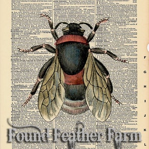 May include: A vintage illustration of a bee with red and black markings on its body, set against a page of an antique dictionary. The text on the page includes the words "Excepting" and "Excipuliform".