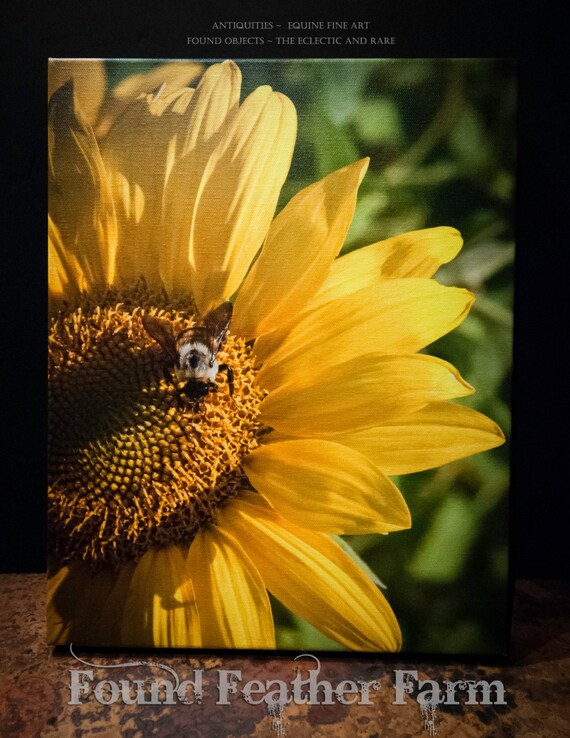 Fine Art Photograph Giclee "The Sunflower and the Bee"  on Canvas Signed by the Artist