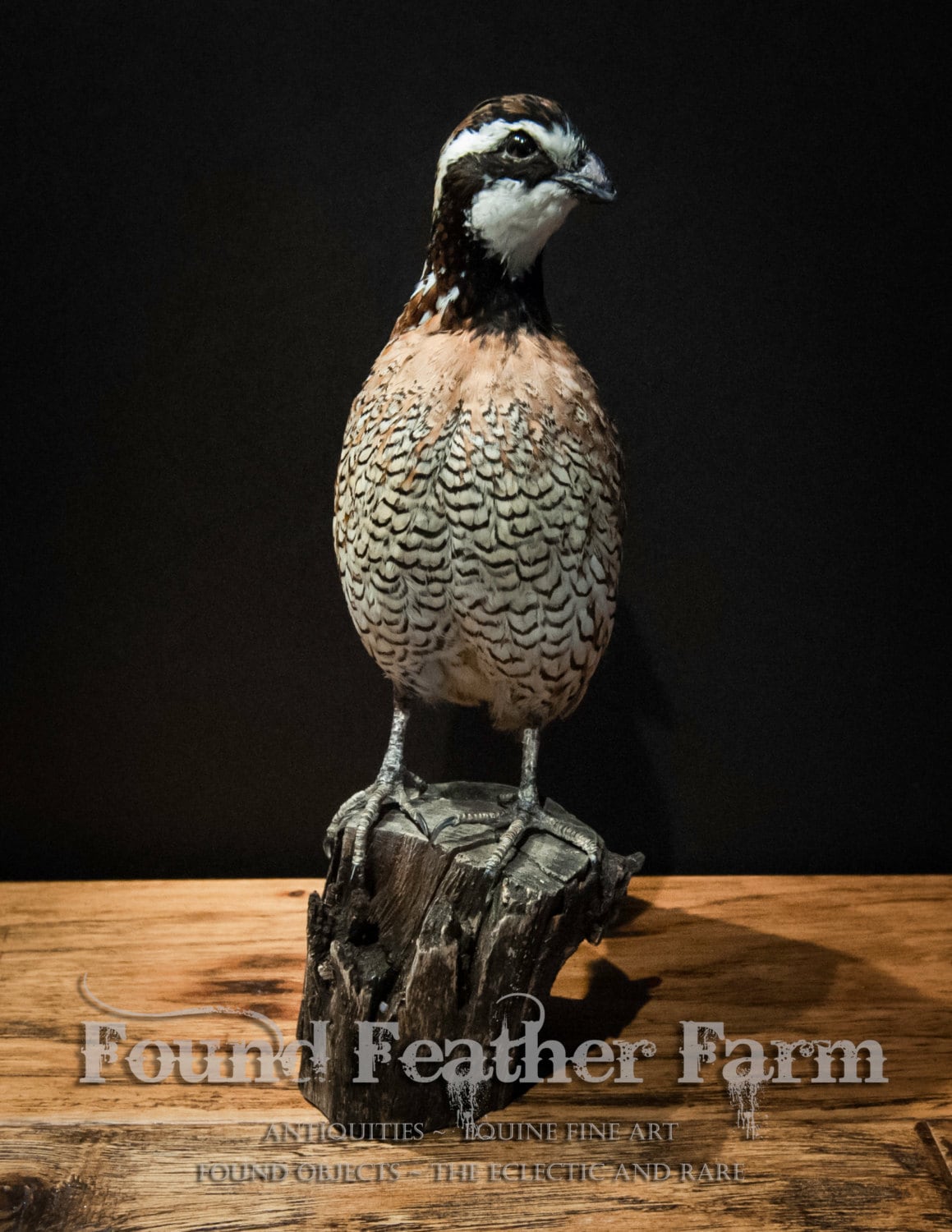 Taxidermy Bob White Quail Specimen on a Wooden Post