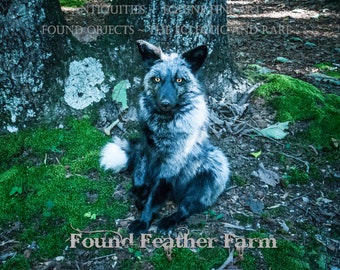A Silver Fox Taxidermy Mount With Mesmerizing Golden Brown Eyes - Etsy