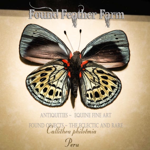 A preserved Callithea Philotmia Butterfly from Peru