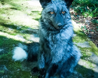 A Silver Fox Taxidermy Mount With Mesmerizing Golden Brown Eyes - Etsy