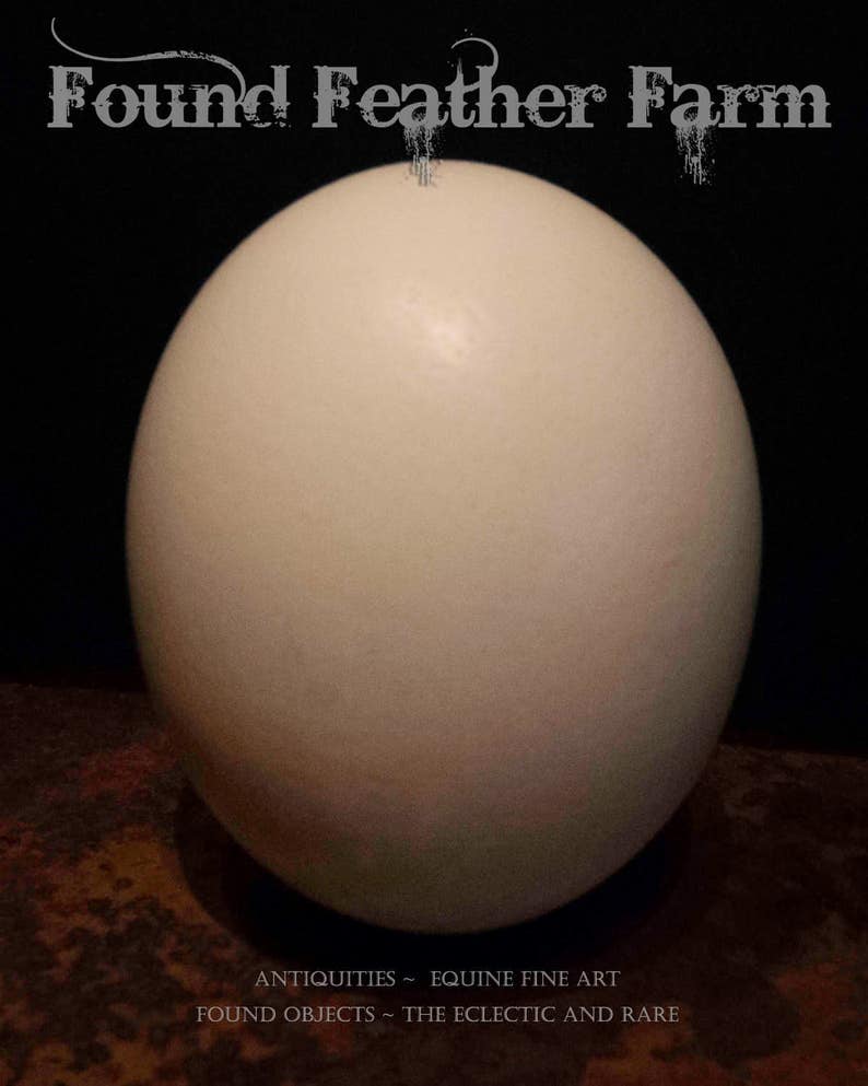 Natural Extra Large African Ostrich Egg