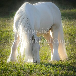 Gleam ~ Copyrighted Photograph by Terry Kirkland Cook