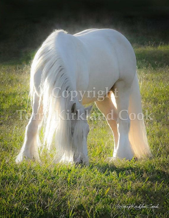 Gleam ~ Copyrighted Photograph by Terry Kirkland Cook