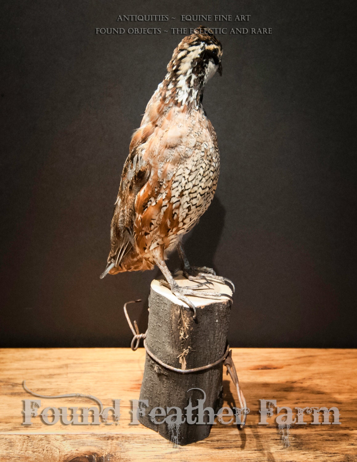 Taxidermy Bob White Quail Specimen on a Wooden Fence Post with Barbed Wire