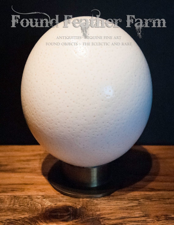 Hand Blown African Ostrich Egg Extra Large On a Brass Stand