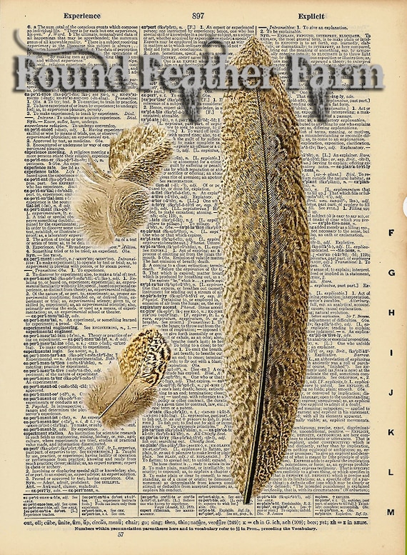 Vintage Antique Dictionary Page with Antique Print "Feathers"