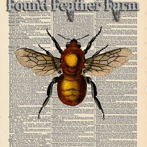 May include: A vintage dictionary page with a detailed illustration of a bumblebee. The bumblebee is brown, yellow, and black with a yellow abdomen. The text on the page is about the word "treaty" and its various definitions.