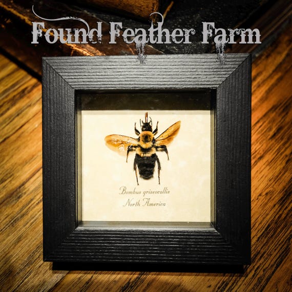 Framed North American Mounted Bee