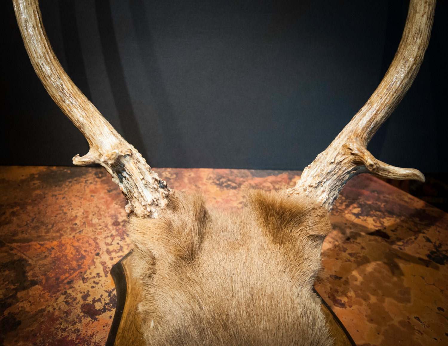 Red Stag Antler Mount from England