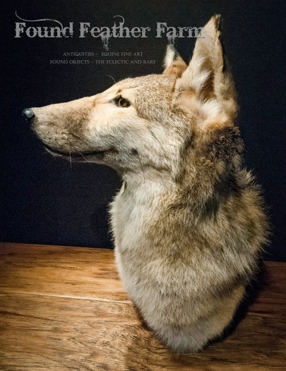 Coyote Head and Shoulders Taxidermy Mount