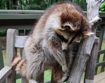 Raccoon Taxidermy Mounted on a  Log - Whimsical Wall Decor