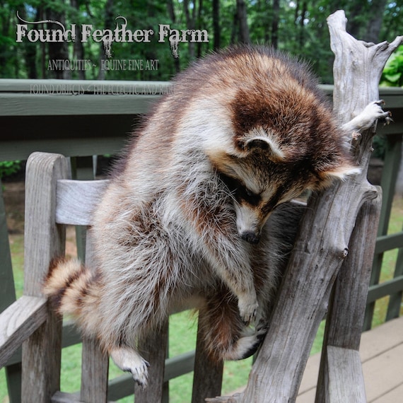Wonderful Full Body Racoon Taxidermy Mounted on a Log or Branch (Wall Mount)