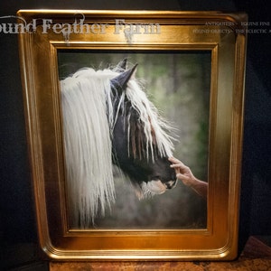A Signed Canvas Giclee Equine Photograph &quot;The Masculine Touch&quot; with a Magnificent Gold Leaf Frame