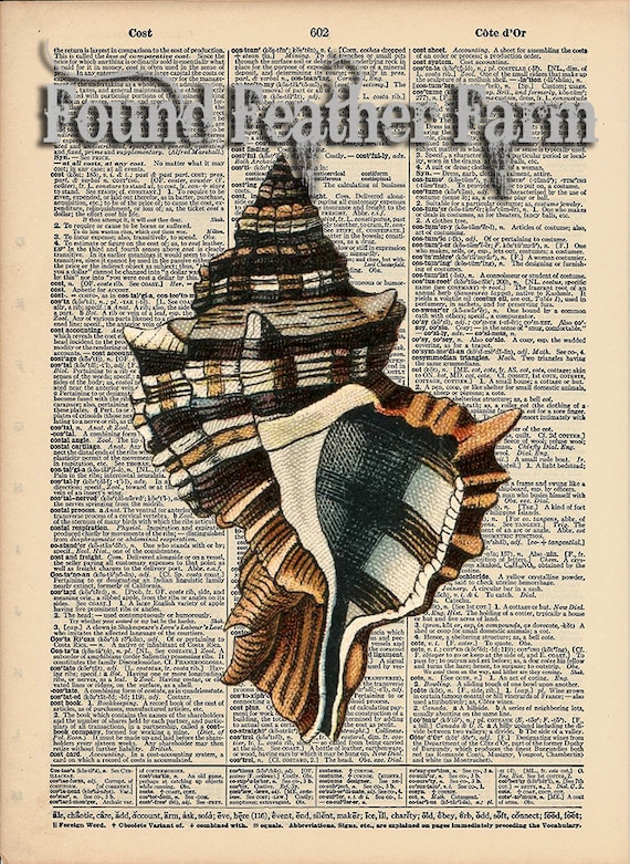 Vintage Antique Dictionary Page with Antique Print "Shell Three"