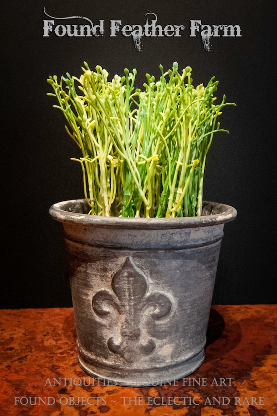 Vintage Inspired Zinc Finished Metal Fleur de Lis Flower Pot