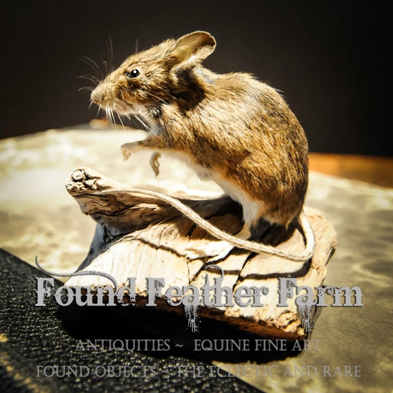 Tiny Taxidermy British Field Mouse