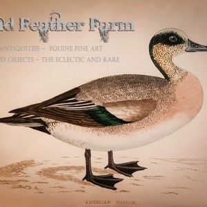 1870 Antique American Wigeon Lithograph Print ~ Reverend Francis O. Morris