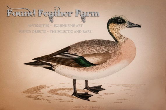 1870 Antique American Wigeon Lithograph Print ~ Reverend Francis O. Morris